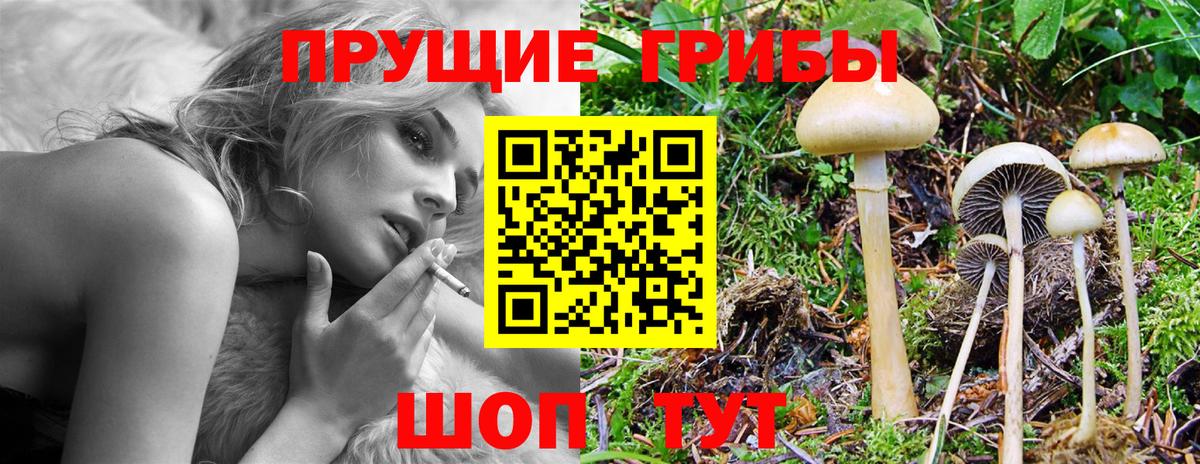 Бузулук  Псилоцибиновые грибы GOLDEN TEACHER  Вход с VPN 